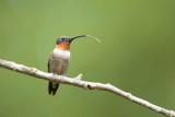 Ruby-throated Hummingbird