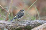 Yellow-rumped Warbler