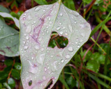 IMG_7648.jpg
