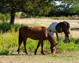 IMG_1849.jpg