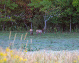 IMG_1898.jpg