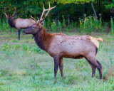 IMG_1913.jpg