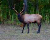IMG_1919.jpg