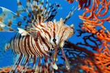 Pterois, Inverted Flying 