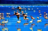 Flight of the Flamingoes 