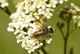 Wasp On Flowers