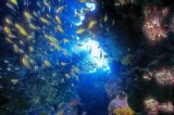 Silversides On Cave