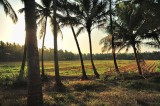 Goa