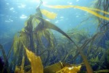 Kelp Forest, Then...