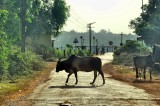 Cows Have Priority
