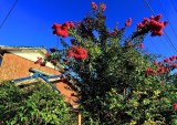Flores Outono