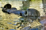 Otters Eating and Playing