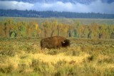 Bison Free, In Magnificent Landscape