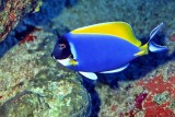 Powderblue Tang In Cave - Acanthurus leucosternon