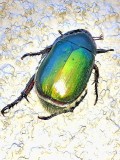Escaravelho Verde