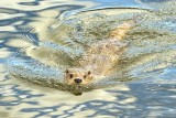 Otter Swimming In The River