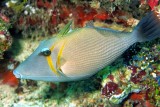 Scythe Triggerfish Sufflamen bursa - The Only One I Saw Here