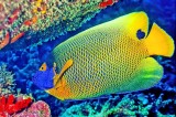 Yellow-Mask Angelfish  Pomacanthus xanthometopon