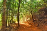 The Rustic Road On The Woods