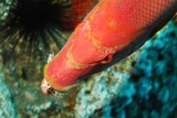 Female Hogfish Eating Sea Urchin