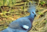 Victoria Crowned Pigeon, Goura victoria