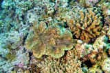 Giant Clam, Tridacna gigas