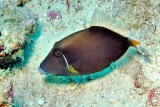 Flagtail Triggerfish, Sufflamen chrysopterum