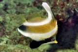 Juvenile Pennant Coralfish, Heniochus acuminatus in Cave