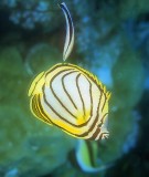 Scrawled Butterflyfish, Chaetodon meyeri, With Cleaning Wrasse 