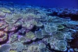 Fantastic, Live, Unspoiled Coral Reef