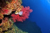 Red Gorgonian, Wide View