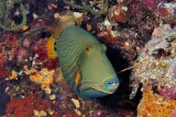 Orange-Lined Triggerfish, Balistapus undulatus