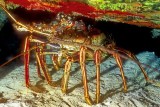 Caribbean Spiny Lobster, Panulirus argus, Outside, At Night