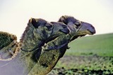 Two Transport Camels
