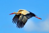 Stork Wings Down