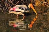 Stork Fishing
