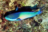Parrotfish Eating 