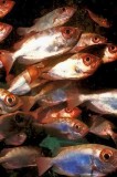 Soldierfish On Cave 