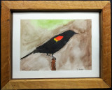 zealon redwinged blackbird