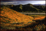 Wildflowers Poppies
