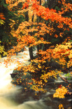 Creekside Autumn
