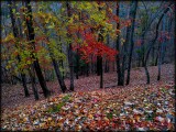 Autumn Splendor