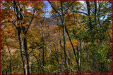 Smokey Mountains Forest