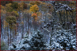 Chappell Autumn Splendor