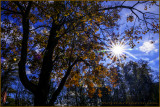 Autumn SunStar