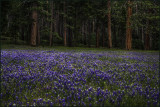 Wawona Meadow Lupine