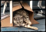 Cardboard Siesta Time