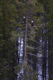 Bald Eagles Perch
