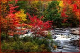 Creekside Autumn Splendor