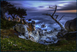 CYPRESS POINT GHOST TREE